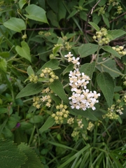 Montanoa tomentosa