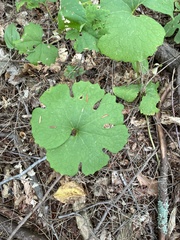 Sanguinaria canadensis