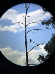 Glaucidium gnoma
