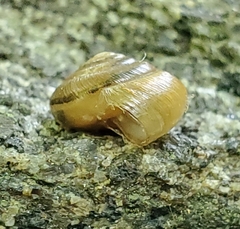 Gastrodontidae