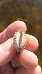 Chione elevata