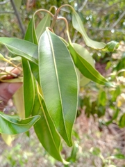 Calophyllum