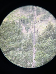 Glaucidium gnoma