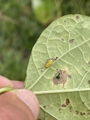 Epilachna varivestis