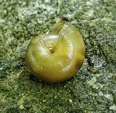 Gastrodontidae