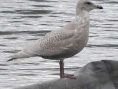 Larus glaucescens × hyperboreus