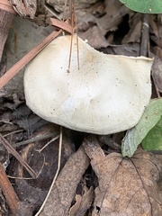 Clitocybe odora