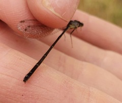 Ischnura