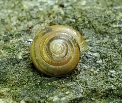 Gastrodontidae