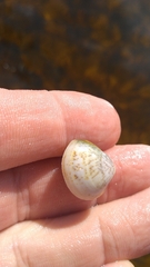 Laevicardium mortoni