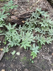 Adiantum pedatum