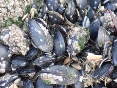 Mytilus edulis