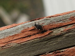 Aphidomorpha