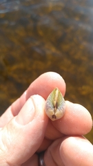 Laevicardium mortoni