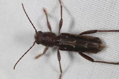 Xylotrechus sagittatus