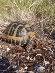 Testudo hermanni