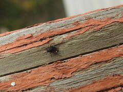 Aphidomorpha