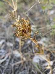 Centaurium erythraea