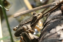 Pelophylax ridibundus