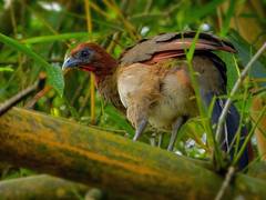 Ortalis erythroptera