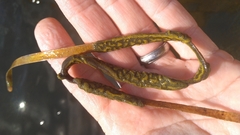 Botryllus