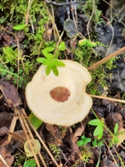 Rhodocybe