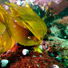 Lessonia trabeculata