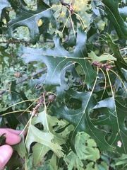 Quercus palustris