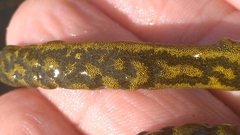 Botryllus