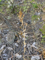 Centaurium erythraea