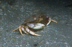 Metacarcinus magister