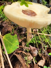 Rhodocybe