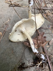 Clitocybe odora