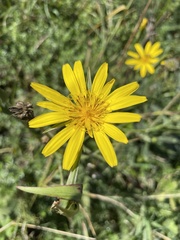 Tragopogon orientalis