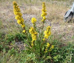 Solidago simplex simplex