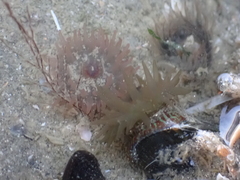 Actinia equina