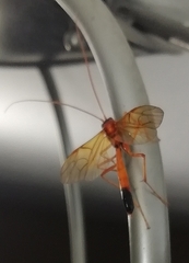 Opheltes glaucopterus