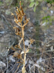 Centaurium erythraea