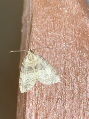 Hydriomena furcata