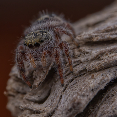Phidippus insignarius