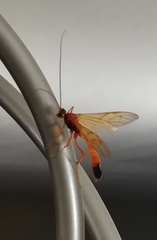 Opheltes glaucopterus