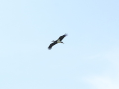 Ciconia nigra