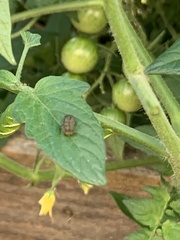 Ophraella communa