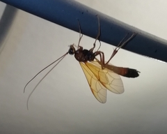 Opheltes glaucopterus