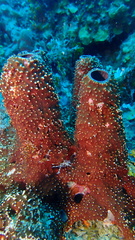 Ircinia
