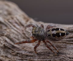 Phidippus insignarius