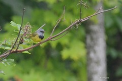 Geothlypis philadelphia
