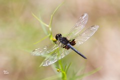 Celithemis martha