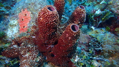 Ircinia