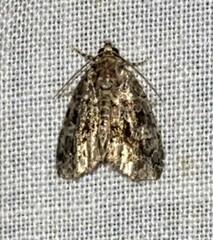 Protodeltote muscosula